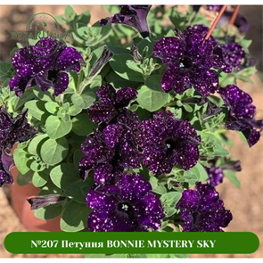 №207 Петуния BONNIE MYSTERY SKY 207/3205