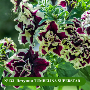 №133  Петуния TUMBELINA SUPERSTAR 32351