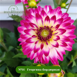 {{photo.Alt || photo.Description || '№14  Георгина бордюрная'}}