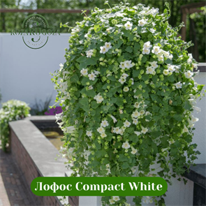 Лофос Compact White 444424