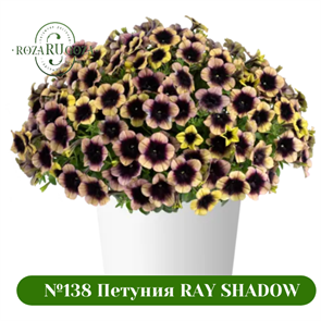 {{photo.Alt || photo.Description || '№138 Петуния RAY SHADOW'}}