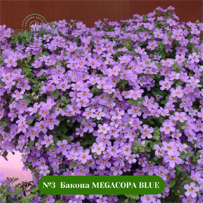 №3 Бакопа Megacopa Blue 16632
