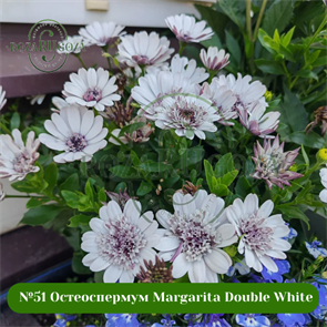 {{photo.Alt || photo.Description || '№51 Остеоспермум Margarita Double White'}}