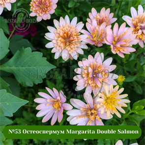 {{photo.Alt || photo.Description || '№53 Остеоспермум Margarita Double Salmon'}}