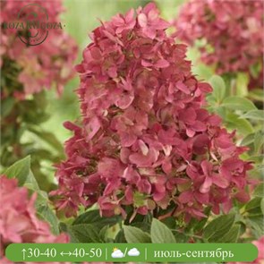 {{photo.Alt || photo.Description || 'Гортензия метельчатая Граундбрейкер (Groundbreaker)'}}