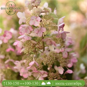 Гортензия метельчатая Мартинваст (Martinvast) 25444