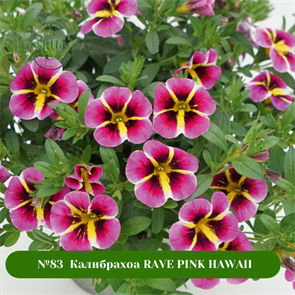 №83 Калибрахоа Minifamous Rave Pink Hawall 3