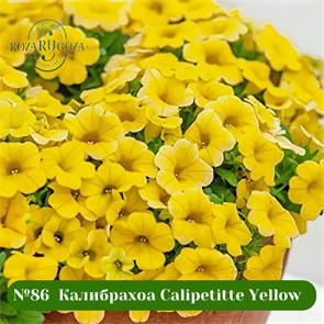 №86  Калибрахоа Calipetitte Yellow 86/202