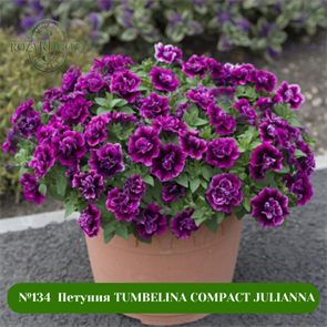 №134 Петуния TUMBELINA COMPACT JULIANNA 134/108