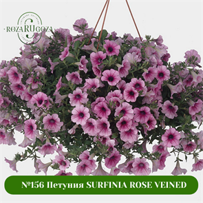 №156 Петуния SURFINIA ROSE VEINED 156/147