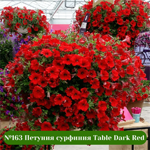№163 Петуния сурфиния Table Dark Red 163/3246