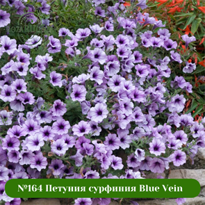 №164 Петуния сурфиния Blue Vein 164/32330