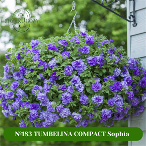 №183 TUMBELINA COMPACT Sophia 183/32101