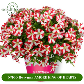 №100 Петуния AMORE Purple 100/56