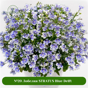 №20 Лобелия STRATUS Blue Delft 25589