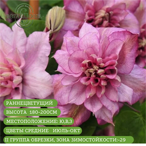 Клематис Инносент Блаш (Innocent Blush) usp25-62