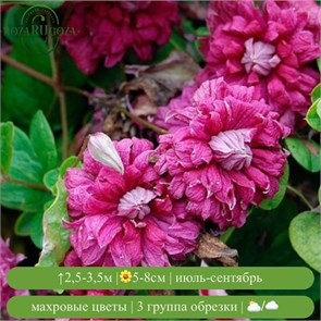 Клематис Пурпл Плена Элеганс (Purpurea Plena Elegans) usp25-69