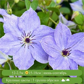 Клематис Скайфолл (Skyfall) usp25-70