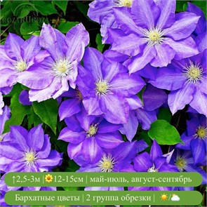 Клематис Президент (The President) usp25-72