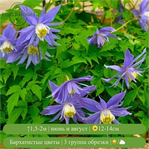 Клематис (княжик) Джиска (Jiska) usp25-80