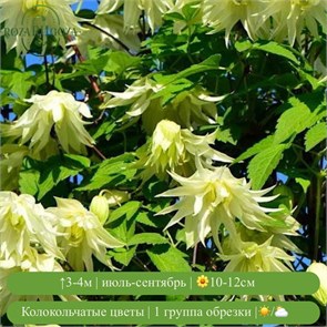 Клематис (княжик) Лемон Бьюти (Lemon Beauty) usp25-82