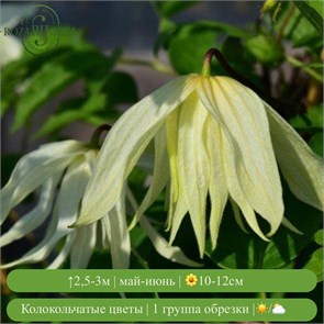 Клематис (княжик) Лемон Дрим (Lemon Dream) usp25-83