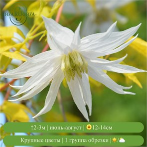 Клематис (княжик) Люменос Сноу (LUMINOUS SNOW) usp25-85