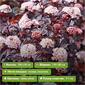 {{photo.Alt || photo.Description || 'Пузыреплодник калинолистный Леди ин Рэд (Lady in Red)'}}