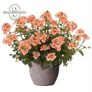 №28 Диасция DIVARA GIGA SALMON 28/1822