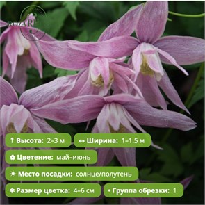 Клематис (Ломонос) альпийский Пинк Фламинго 25592