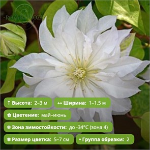 Клематис Ферст Лав (First Love) 25593