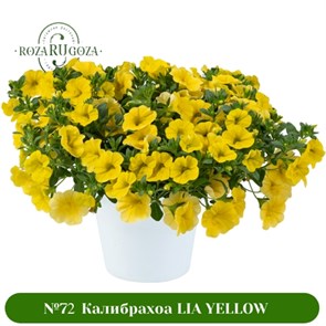 №72 Калибрахоа LIA YELLOW 19111