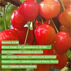 Черешня Брянская Розовая spp25-54