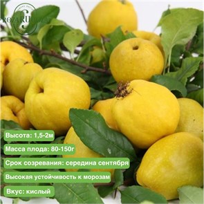 Айва японская (хеномелес) Калиф NM25-16