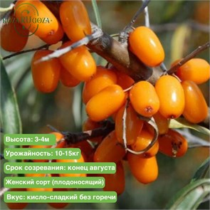 Облепиха Новость Алтая NM25-14
