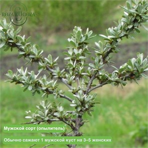 Облепиха Казанова NM25-15z