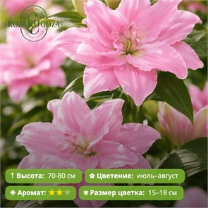 Лилия Роузлили Эдита (ROSELILY Editha)  разбор. 16/18 25604