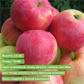 Яблоня Коричное полосатое spp25-9