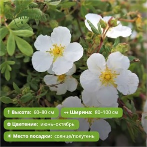 Лапчатка кустарниковая Крем брюле (Creme Brulee) go25-22