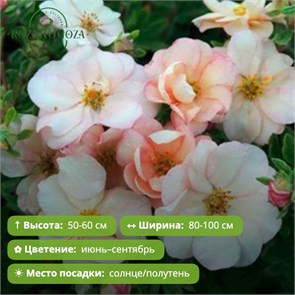 Лапчатка кустарниковая Пастель Дабл Панч (Double Punch Pastel) (10-20см) GO26-8