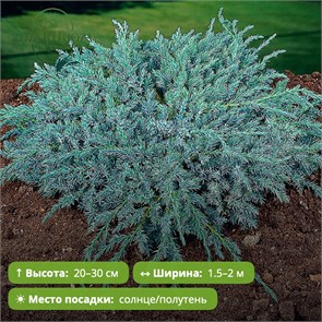 {{photo.Alt || photo.Description || 'Можжевельник чешуйчатый Блю Карпет (Blue Carpet)'}}