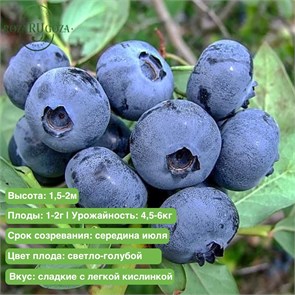 Голубика Спартан 29701