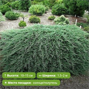Можжевельник горизонтальный Вилтонии (Wiltonii) MSK-10.06-18