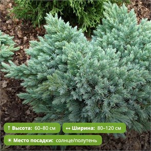 Можжевельник чешуйчатый Блю Стар (Blue Star) MSK-10.06-16