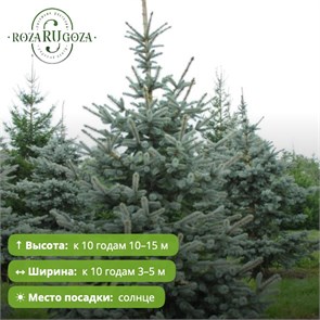Ель колючая Хупсии (Picea pungens Hoopsii) MSK-10.06-34