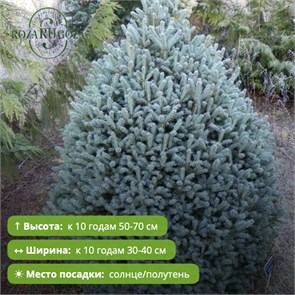 Ель колючая Скотти (Picea pungens Scottie) MSK-10.06-2