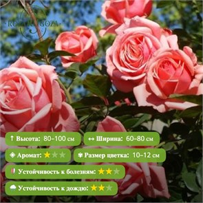 {{photo.Alt || photo.Description || 'Роза чайно-гибридная Бермуда (Bermuda)|Interplant Нидерланды, 2006'}}