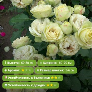 {{photo.Alt || photo.Description || 'Роза чайно-гибридная Лавли Грин (Lovely Green) |Meilland International Франция, 2005'}}