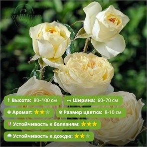 {{photo.Alt || photo.Description || 'Роза чайно-гибридная Шампань Мон д’Ор (Champagne Mont d'Or) | Lapperiere Франция, 2011'}}