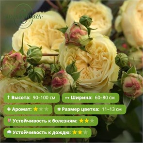 {{photo.Alt || photo.Description || 'Роза чайно-нибридная Персуасион (Persuasion) | Harkness Великобритания, 1997'}}